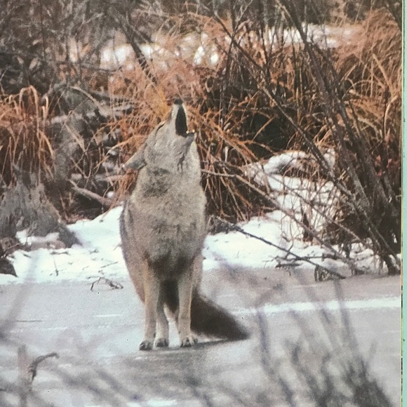 Getting To Know Nature's Children, Set of 3 Scholastic Hardcover Animals Kids - Picture 9 of 9